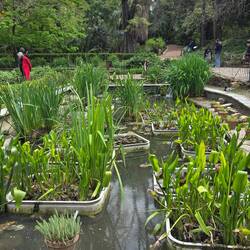 A water garden