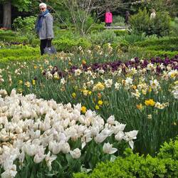 Spring tulips in bloom