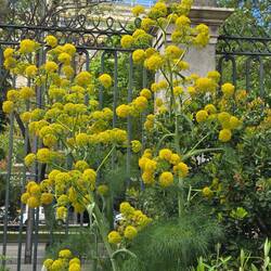 These are a kind of fennel in bloom