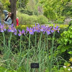 These iris are called "Pink Panther"