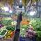 The market which was mega smelly