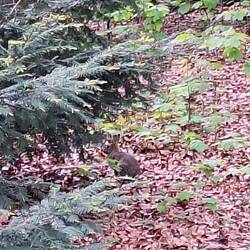 Frau Hase