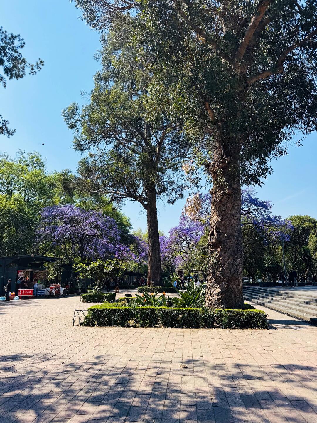 Vorplatz vom Anthropologischen Museum