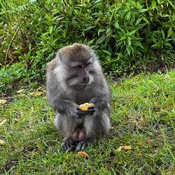 🐒 het de Nachbere iri Biscuits klaut und verdruckt die etz alli 😅