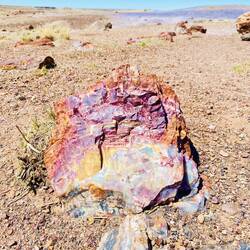 Petrified Wood - Versteinertes Holz