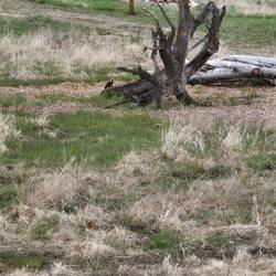 Könnt ihr den Specht sehen?