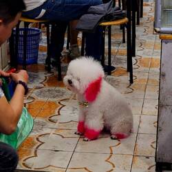Der geilste Hund wo gibt.
