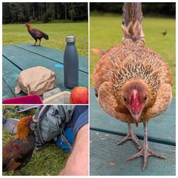 Sehr hartnäckig, die Dinger.