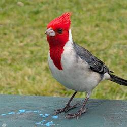 Dieser Besucher ist nicht gefährdet: zu klein und hält auch den Schnabel. 😁