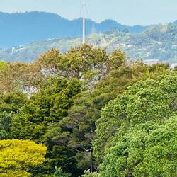 Treaty of Waitangi und sein Fahnenmasten
