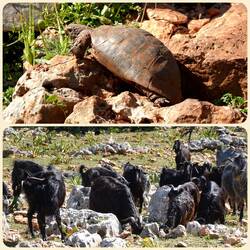 Tiere Ton in Ton oder Schwarz-Weiß