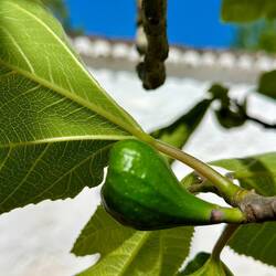 Fig tree