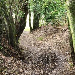 Enchanted forest