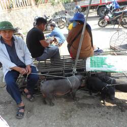 petits cochons noirs