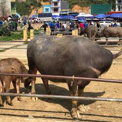 bufflonne et son petit