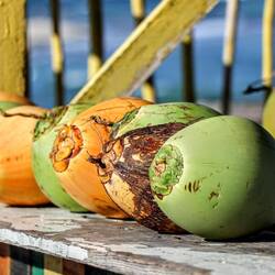 Coconuts for sale or for making cocktails.