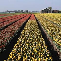 Für die Tulpen-Freunde ☺️