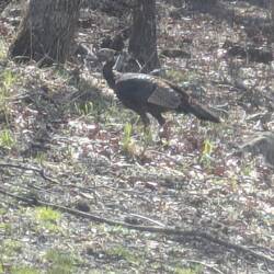 Wild Turkey