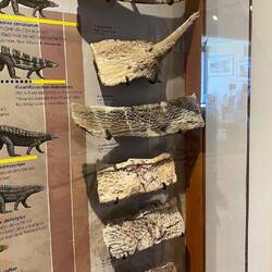 Sieht doch ähnlich aus wie unser Knochen von gestern..