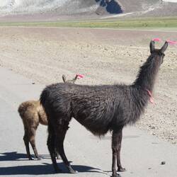 Mama Alpaka und Baby Alpaka