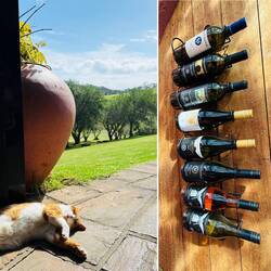 Glaube die Katze schläft ihren Rausch aus.