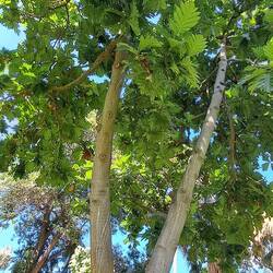 Breadfruit: supposed to taste & cook like a sweet potato. I beg to differ.