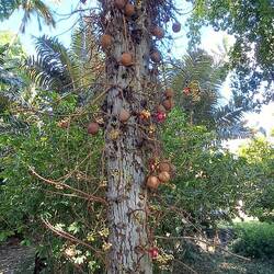 Cannonball Tree: fruits are foul-smelling & weigh several lbs. Member of the Brazil-Nut family.