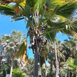 Double Coconut: rare, endangered palm bears the world's largest & heaviest seed (up to 50lbs!)