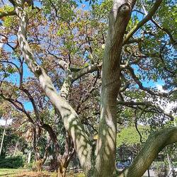 Candlenut: many uses: tattoo/cloth dye, medicine, seeds for leisure. Hawai'i's State Tree.