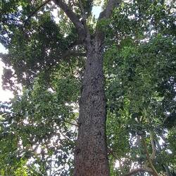 Chicle Tree: latex used for chewing gum; fruit for syrup/juice/wine/vinegar. This one-largest in US.