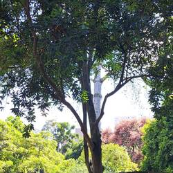 Macadamia Nut: Hawai'i's top agriculture crop. Low tree yields make this nut expensive.