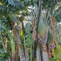 Traveler's Tree: per legend, named for water stored at leaf bases for thirsty travelers to tap into.