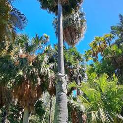Palmyra Palm: has 800 uses (per Indian song): edible seeds, sap for sugar, fiber for weaving, etc.