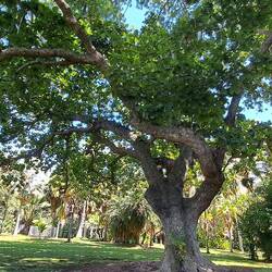 Tropical Almond: hard, durable wood, great shade tree.