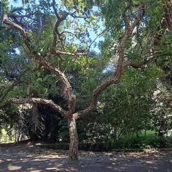 Sausage Tree: African tree w/ long 'fruits' weighing up to 20lbs; eaten by giraffes & baboons.