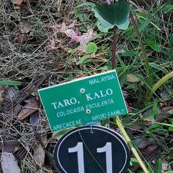 Staple crop for early Hawaiians. Thought to be the oldest domesticated crop in the world.