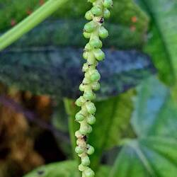 The sneezing offender.