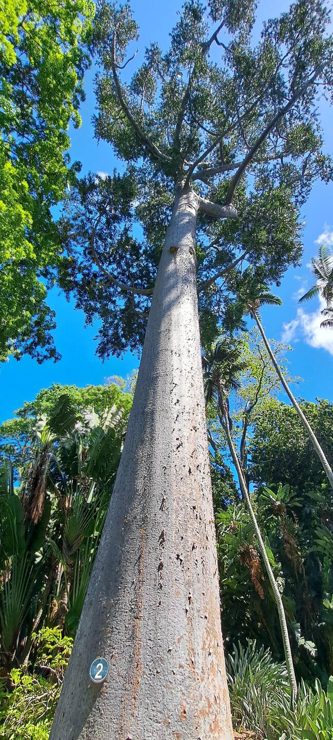 Queensland Kauri: up to 150ft, tree resin used in varnishes, road markings, printing ink...useful!