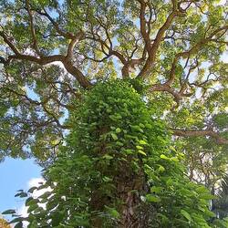 Black Pepper: world's most popular spice; native to South India.