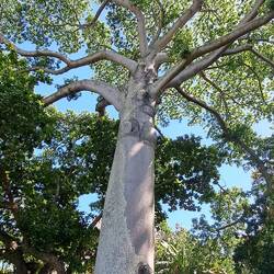 Kapok Tree: seed pods release cottony floss once used to stuff pillows & life-preservers.