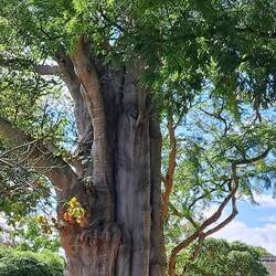 Baobab: some over 2,000 yrs old (this one: planted 1940). Fleshy trunk is a natural water reservoir.