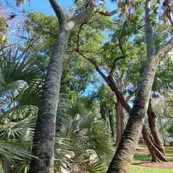 Duom Palm: mature seeds carved like vegetable ivory; leaves for weaving. This one: largest in US.