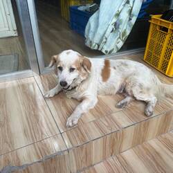 De Wachhund vom Tauchshop 😅 het ois nöd welle inelah 😂🥰