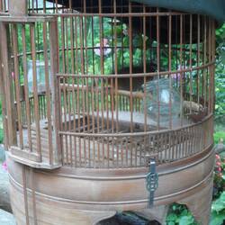 cage à oiseau