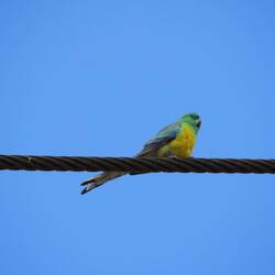 Pretty budgie in the caravan park