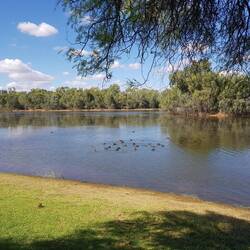 Newey reserve in Cobar - lots of water birds