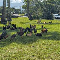 ... Natürlich nicht ohne Hühner!