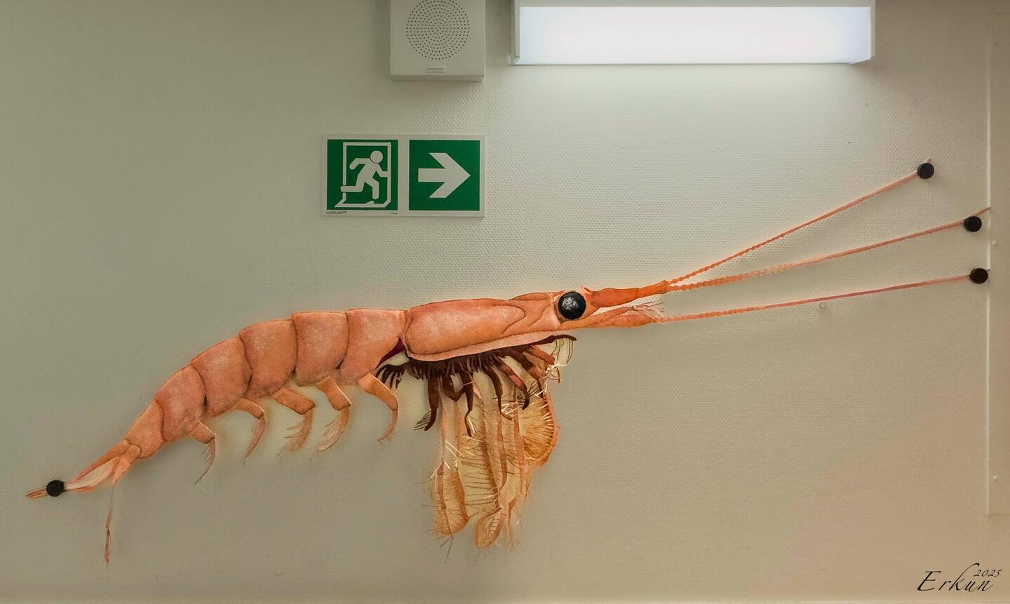 Around the ship are handmade fabric representations of local critters ... this one is of a krill.