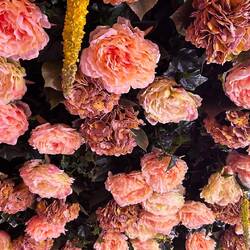 Luxe; plafond vol bloemen, op het toilet