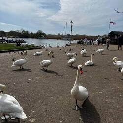 We counted nearly 100 Swans